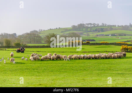 Wigtown, Dumfries and Galloway, Schottland, Großbritannien. 24. April 2018. UK Wetter. Ein Bauer mit einem Quad über ein Feld mit seinen Schafen Hund stehen auf der Rückseite der Bike, nachdem er die Schafe und Lämmer zu einem frühen, am Morgen der diesigen Sonnenschein. Credit: Skully/Alamy leben Nachrichten Stockfoto