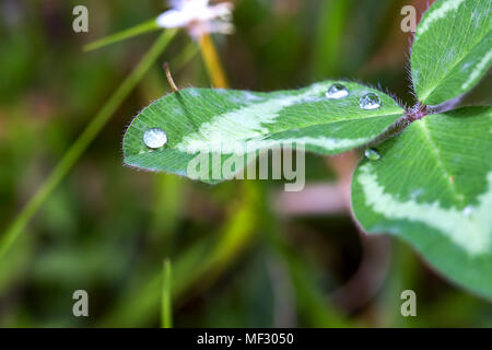 Makrofotografie von einigen Tau Tropfen über ein Kleeblatt in den frühen Morgenstunden. Stockfoto