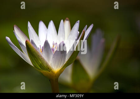 Seitliche Nahaufnahme eines White Water Lilly in einen Teich. Stockfoto