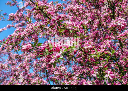 Crabapple, Malus 'Hornet' rosa Apfelblüten, Zierapfelblüten Blumen blühender Baum Stockfoto