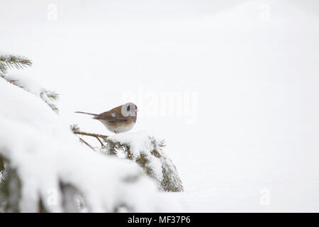 Single dark-eyed junco Vogel thront auf dem schneebedeckten Zweig einer Spruce Tree in winter Blizzard Stockfoto