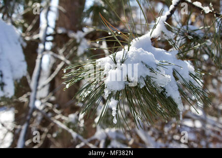 Nahaufnahme der schmelzende Schnee auf den Ästen eines weißen Österreichische Kiefer im späten Winter oder Frühjahr Stockfoto