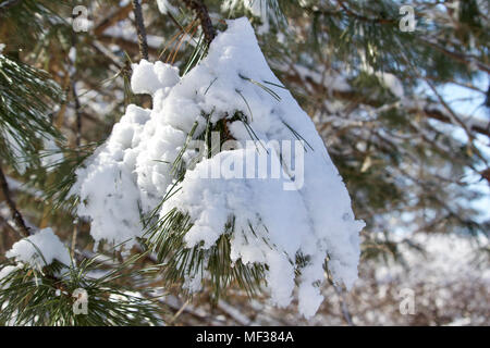 Nahaufnahme der schmelzende Schnee auf den Ästen eines weißen Österreichische Kiefer im späten Winter oder Frühjahr Stockfoto