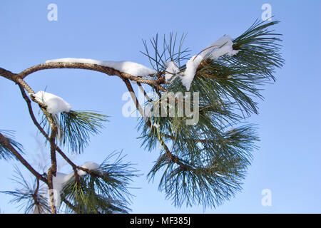Nahaufnahme der schmelzende Schnee auf den Ästen eines weißen Österreichische Kiefer im späten Winter oder Frühjahr Stockfoto