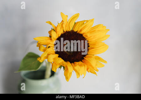 Schöne Sonnenblumen Blumen in einer Vase auf dem Tisch. Strauß gelber Blume. Dekoration von zu Hause. Stockfoto