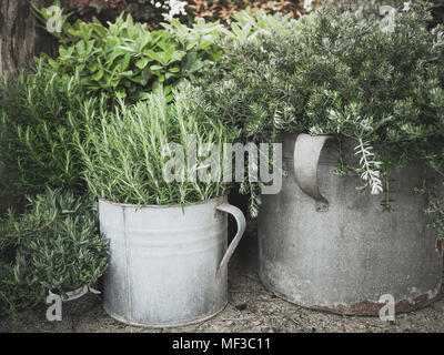 Aromatische Kräuter, Rosmarin, Thymian in metallischen Gläsern bepflanzt. Gartenbau Idee Stockfoto