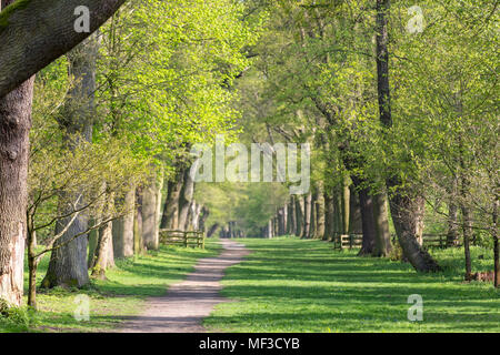 Gewundenen Pfad durch Bluebell Holz im Frühjahr Stockfoto