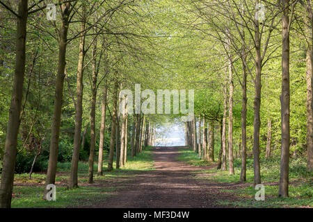 Fußweg durch grünen Wald der Buche im Frühjahr Stockfoto