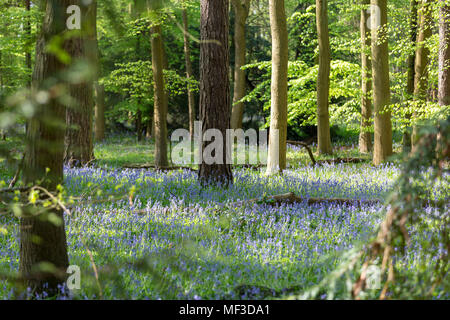 Teppich der Bluebells in Buchenholz, Buckinghamshire, England Großbritannien Stockfoto