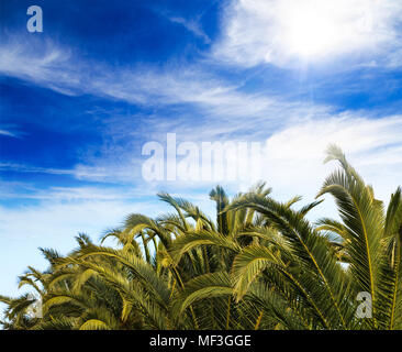 Palmen tops bei bewölktem Himmel Hintergrund. Tropische Pflanzen bei exotischen Reisezielen. Stockfoto