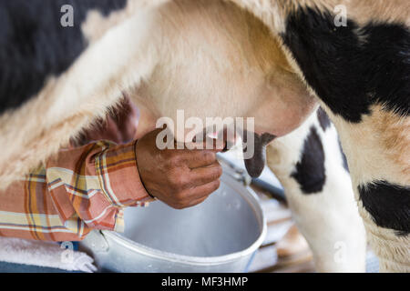 Motion Bild - Mann Hand Melken eine Kuh von Hand, Kuh im Corral, Molkerei von Thailand. Stockfoto