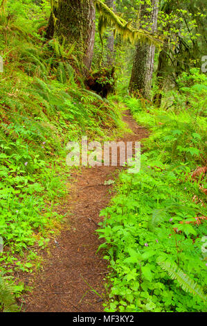 Harris Ranch Trail, Drift Creek Wilderness Siuslaw National Forest, Oregon Stockfoto