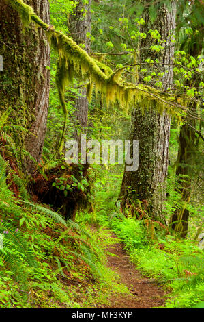 Harris Ranch Trail, Drift Creek Wilderness Siuslaw National Forest, Oregon Stockfoto