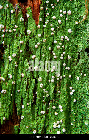 Flechten auf Harris Ranch Trail, Drift Creek Wilderness Siuslaw National Forest, Oregon Stockfoto