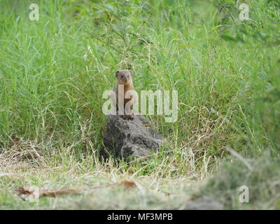 Der Mungo. Die ursprünglich aus Südostasien, Java mongoose wurde in der Kleinen Antillen um 1870 eingeführt, um die Ratte und Schlange, die Bevölkerung zu kontrollieren Stockfoto