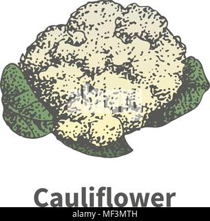 Handgezeichneten Reif Leiter der Blumenkohl Stock Vektor