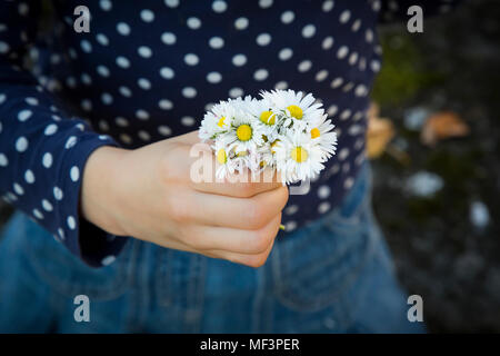 Kleines Mädchen holding Bündel Gänseblümchen in der Hand, Nahaufnahme Stockfoto