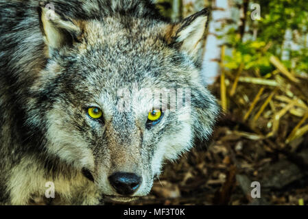 Grauer Wolf im Wald Stockfoto