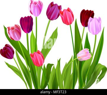 Realistische Vektor bunte Tulpen. Frühling Blumen Hintergrund. Blumenstrauß aus Tulpen mit Platz für Text isoliert. Stock Vektor