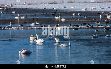 Blick auf eine große Versammlung, Rastplatz für Migration Vögel im April und Mai. Pools und Wiesen. Noch etwas Schnee. Stockfoto