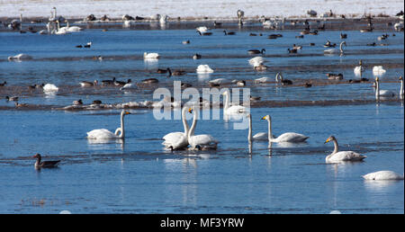 Blick auf eine große Versammlung, Rastplatz für Migration Vögel im April und Mai. Pools und Wiesen. Noch etwas Schnee. Stockfoto