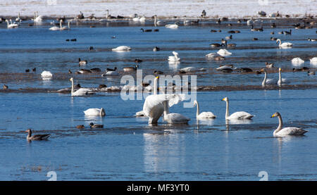 Blick auf eine große Versammlung, Rastplatz für Migration Vögel im April und Mai. Pools und Wiesen. Noch etwas Schnee. Stockfoto