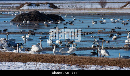 Blick auf eine große Versammlung, Rastplatz für Migration Vögel im April und Mai. Pools und Wiesen. Noch etwas Schnee. Stockfoto