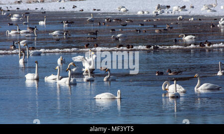 Blick auf eine große Versammlung, Rastplatz für Migration Vögel im April und Mai. Pools und Wiesen. Noch etwas Schnee. Stockfoto