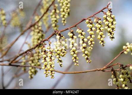 In der Nähe von leucotrichus Stachyurus Beurre var. gelbe Blüten im Spätwinter/Frühjahr Stockfoto