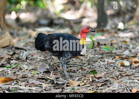 Australische Bürste - Türkei (Alectura lathami) im Regenwald, Cape Tribulation, Daintree National Park, Far North Queensland, FNQ, QLD, Australien Stockfoto