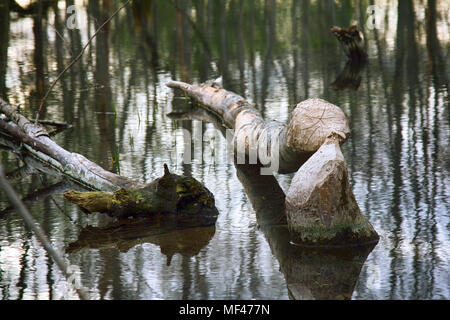 Alten Park, Centennial Park, Frühling. gefallenen Baum, Schlamm Teich. Biber nagen alte Bäume Stockfoto