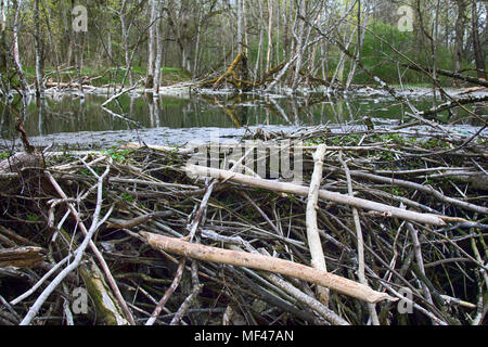 Alten Park, Centennial Park, umgefallene Baum, Schlamm Teich. Biber nagen alte Bäume, Beaver Dam Stockfoto