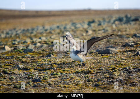 Schmarotzerraubmöwe (Eulen parasiticus) ist ein echter Räuber und Mörder für arktische Vögel. Nach Licht morph. Franz Joseph Land Stockfoto