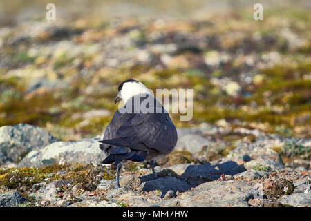 Schmarotzerraubmöwe (Eulen parasiticus) ist ein echter Räuber und Mörder für arktische Vögel. Nach Licht morph. Franz Joseph Land Stockfoto