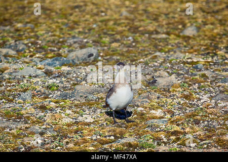 Schmarotzerraubmöwe (Eulen parasiticus) ist ein echter Räuber und Mörder für arktische Vögel. Nach Licht morph. Franz Joseph Land Stockfoto