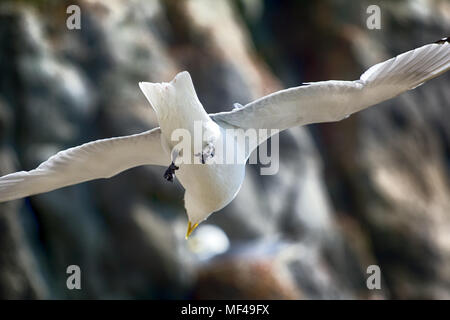 Die Kunst des Fliegens, Beherrschung von Flug, one way Flug. In der aufsteigenden Luft. Möwe (Rissa tridactyla), die versuchen, auf dem Platz zu bleiben, hängt an Ort und Stelle Pläne und Stockfoto