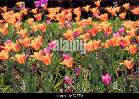 Orange und Violett Tulpen Blumen blühen im Frühjahr Sonnenlicht in der Stadt öffentliche Park Stockfoto