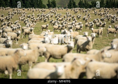 Neugierige Schafe Stockfoto