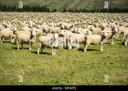 Neugierige Schafe Stockfoto