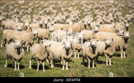 Neugierige Schafe Stockfoto