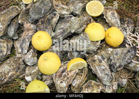 Frische Austern ("Ostrea edulis) für Verkauf an Essaouira Fischmarkt, Marokko Stockfoto