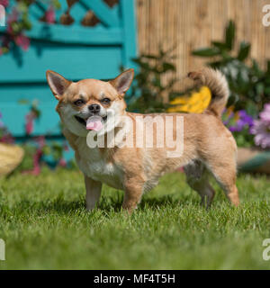 Chihuahua glatt beschichtet Stockfoto