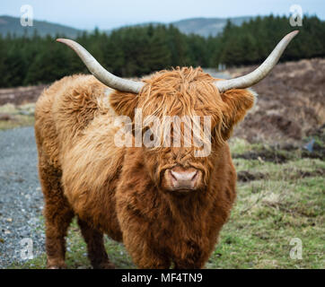 Highland Cattle am Glen Rushen auf der Insel Man Stockfoto