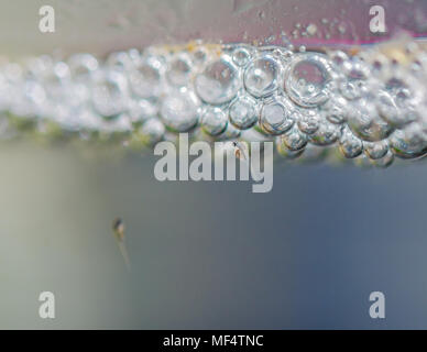 Zwei Tage alt Betta braten in Bubble Nest Stockfoto