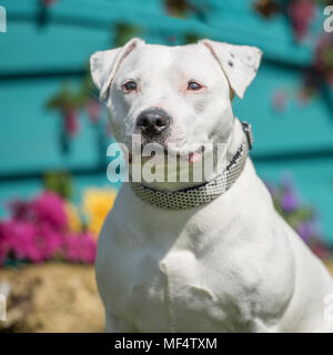 Staffordshire Bull terrier Stockfoto