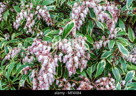 Japanische andromeda, Pieris japonica „Ralto Rose“, dekorative Sträucher mit verschiedenen Blättern Pieris japonica Stockfoto