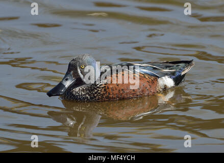 Australasian - Shoveler Anas rhynchotis Männchen auf dem Wasser Stockfoto