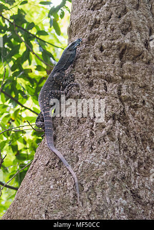 Lace Monitor (Varanus varius) bis ein Baumstamm, Cape Tribulation, Daintree National Park, Far North Queensland, FNQ, QLD, Australien Stockfoto