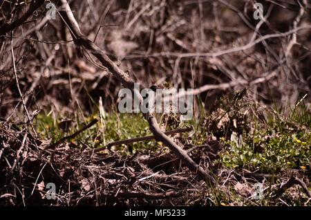 Vogel auf einem Ast ruht Stockfoto