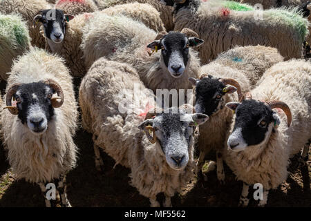 Swaledale Schafe in den Yorkshire Dales im Nordosten Englands. Swaledales sind für ihre Off-white Wolle festgestellt, gewellt Hörner und weiß um ihre Nase ein Stockfoto